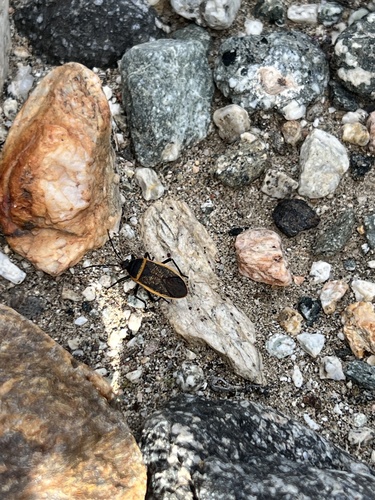 iNaturalist observation photo of California Bordered Plant Bug