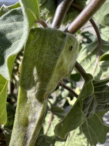 iNaturalist observation photo of Potato Psyllid