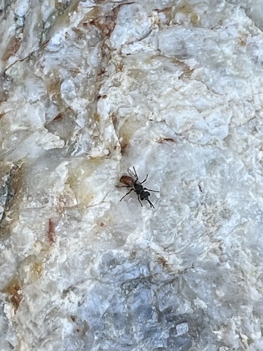 iNaturalist observation photo of Crabroninae