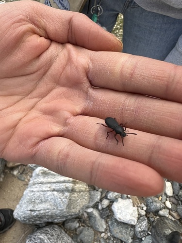 iNaturalist observation photo of Argoporis