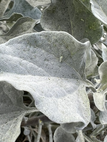iNaturalist observation photo of Hebata