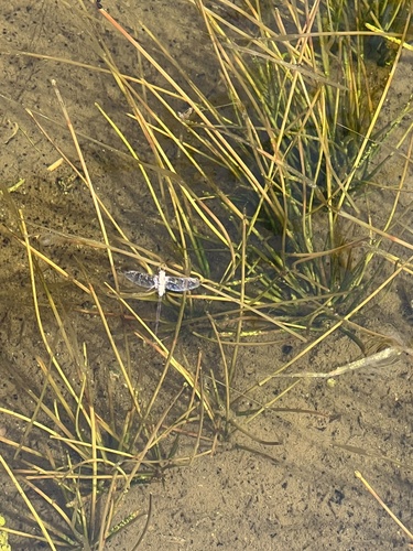 iNaturalist observation photo of Small Mayflies