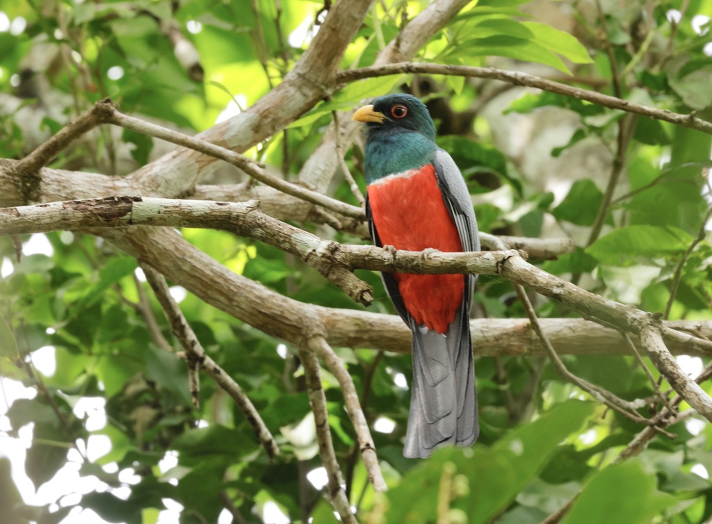 Black-tailed Trogon (Trogon melanurus) photo