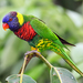 Rainbow Lorikeet - Photo (c) Benjamint444, some rights reserved (GFDL)