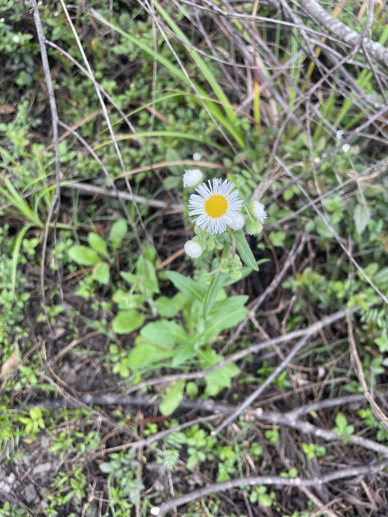 philadelphia-fleabane-from-boyce-tower-rd-sorrento-la-us-on-march-3