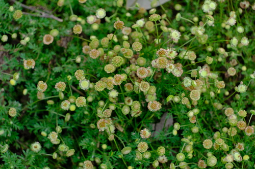Common Cotula