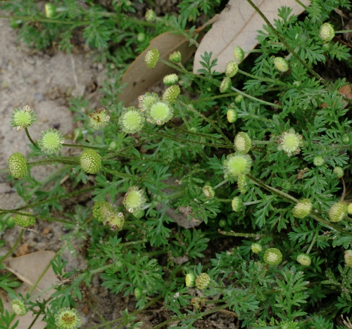 Common Cotula