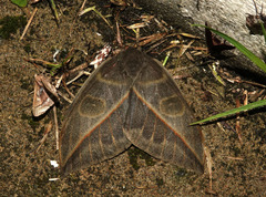 Leucanella hosmera image