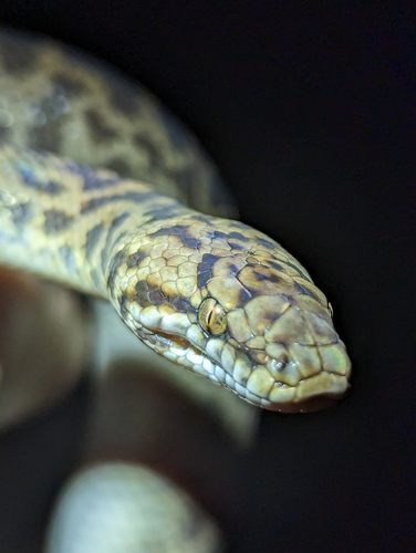 Spotted Python sighting