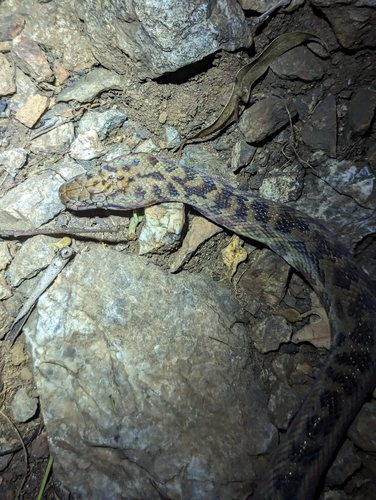 Spotted Python sighting