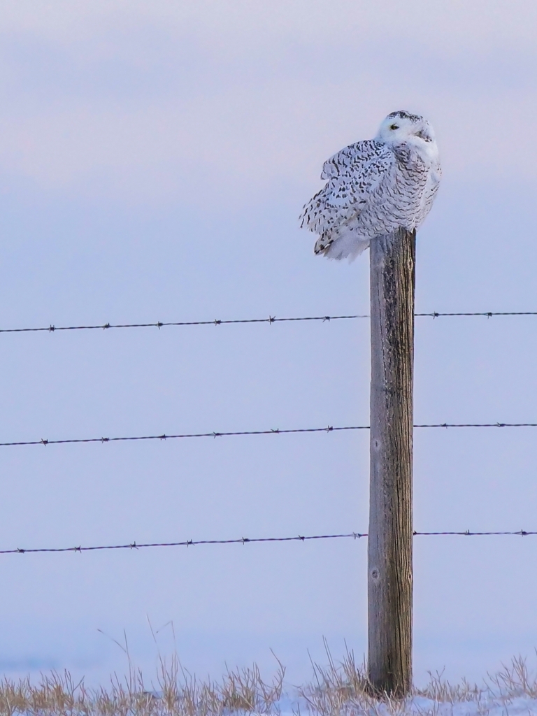 Snowy Owl from Seven Persons, AB T0K 1Z0, Canada on March 3, 2024 at 06
