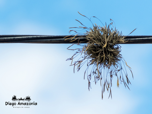 Tillandsia capillaris Ruiz & Pav.