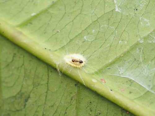 Crematogaster buddhaeCrematogaster buddhae