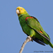 Yellow-headed Parrot - Photo (c) Bryan Pfeiffer, all rights reserved, uploaded by Bryan Pfeiffer