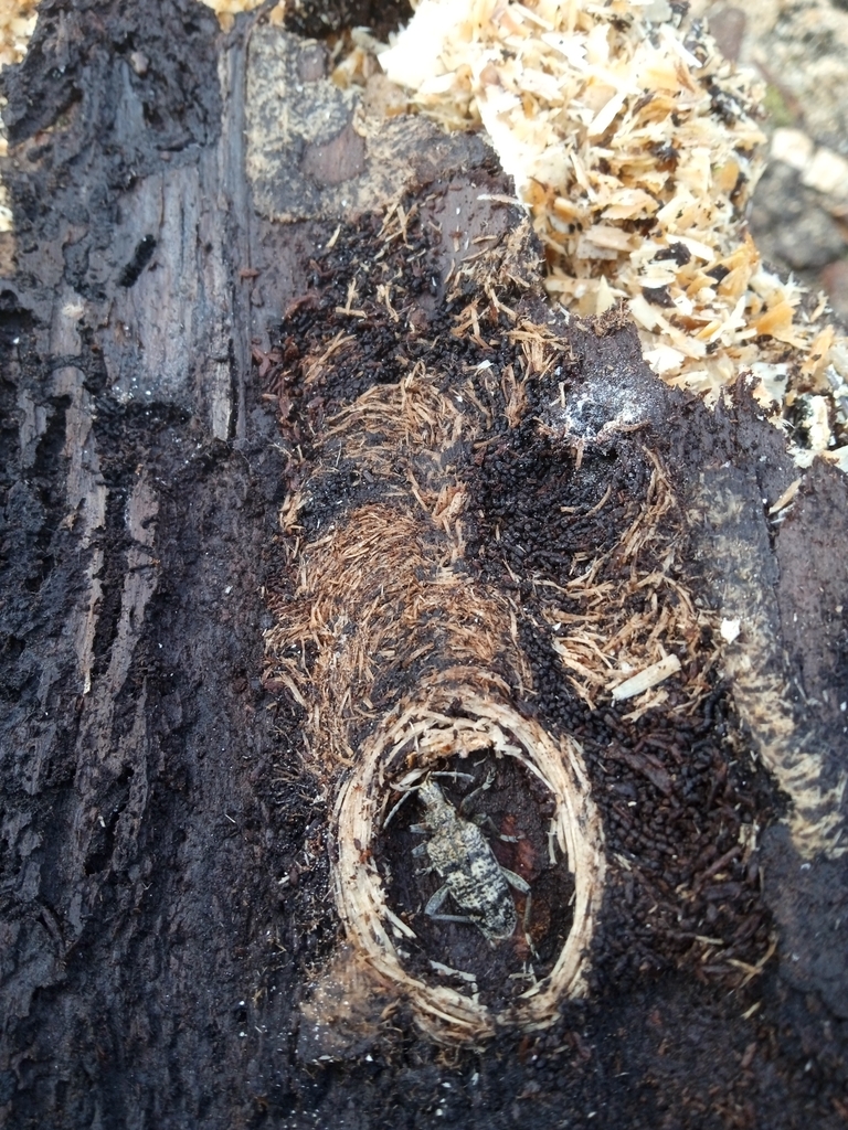 ribbed-pine-borer-from-nowa-kaletka-29-10-687-polska-on-march-4-2024