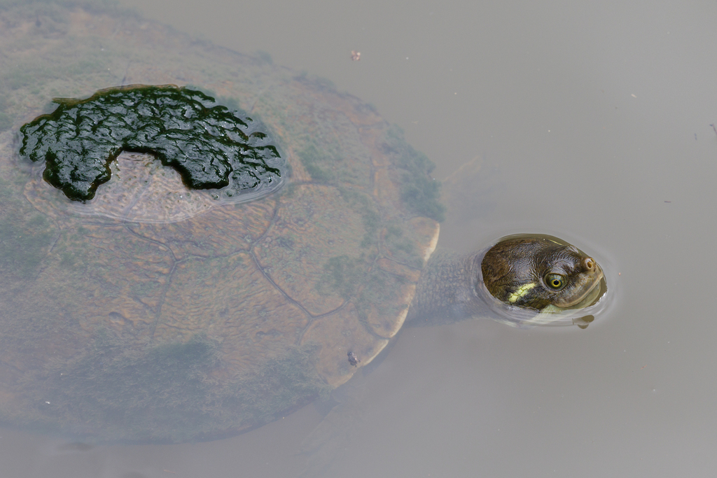 Krefft's River Turtle from Hervey Bay QLD 4655, Australia on March 4 ...