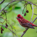 American Rosefinches - Photo (c) Mason Maron, all rights reserved, uploaded by Mason Maron