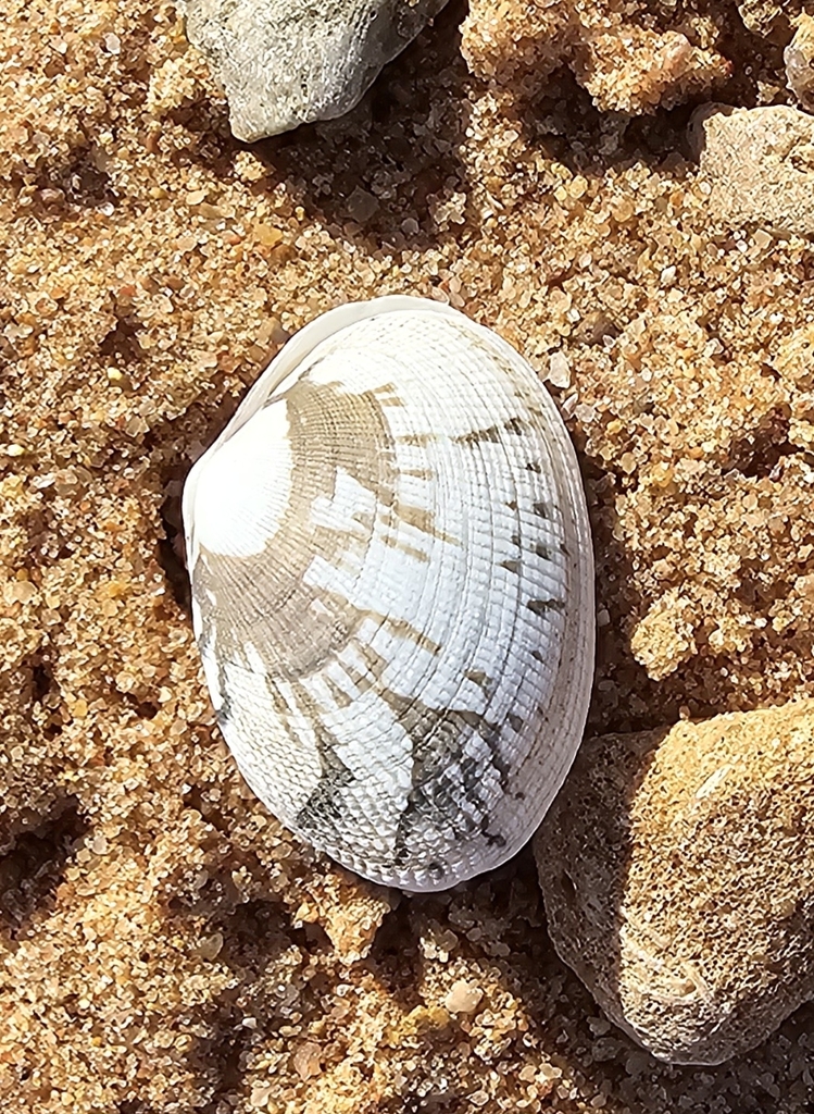 Ruditapes from Port Hedland WA 6721, Australia on March 4, 2024 at 04: ...