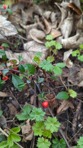 Cotonéaster dammeri