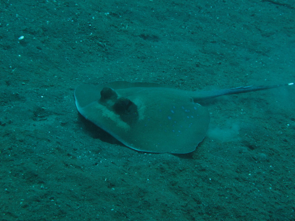 Maskrayx Bluespotted Maskray from Karang Asem, ID-BA, ID on July 6, 2017 at 06: ...