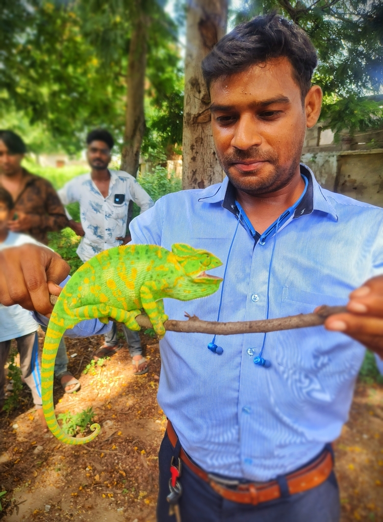 Indian Chameleon from rajpur, Deesa, Gujarat, India on October 1, 2023 ...