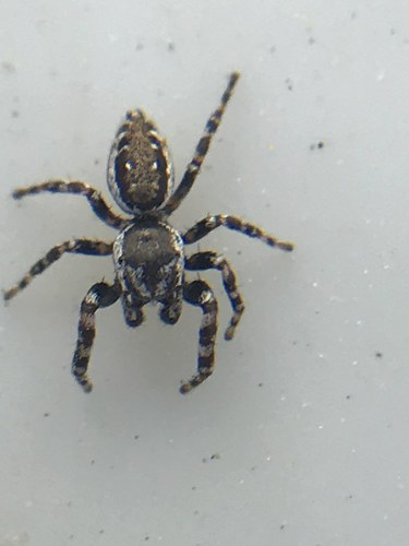 Peppered Jumping Spider