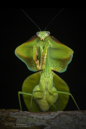 Choeradodis stalii Wood-Mason, 1880