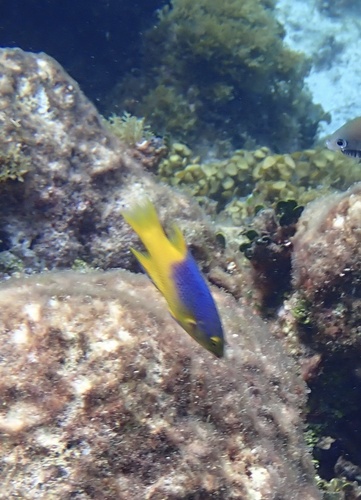 Spanish Hogfish