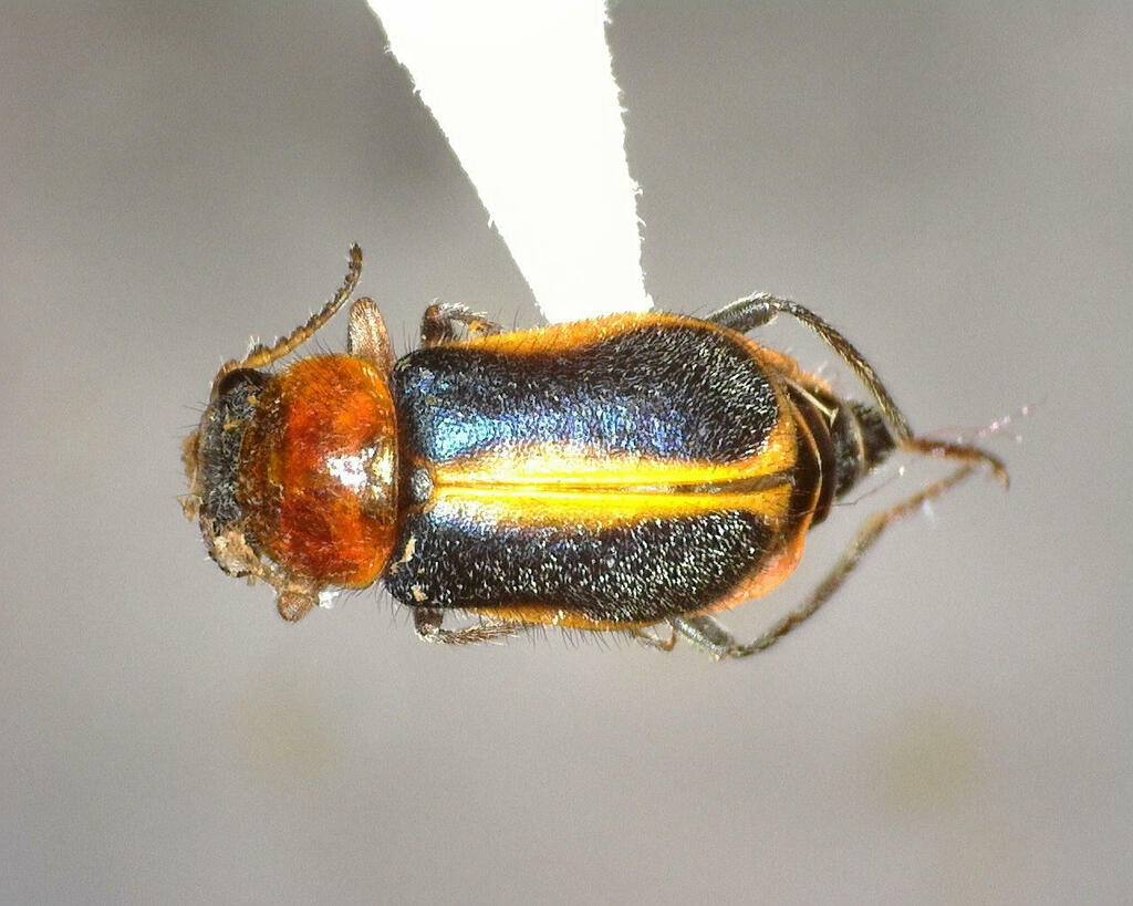 Collops limbellus from Kimble County, TX, USA on June 28, 2023 at 01:15 ...