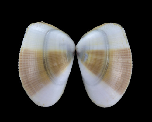 Gould Beanclam