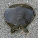 Midland Smooth Softshell Turtle - Photo (c) Joe Coelho, all rights reserved