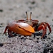 Brazilian Fiddler Crab - Photo (c) André Reis, all rights reserved, uploaded by André Reis