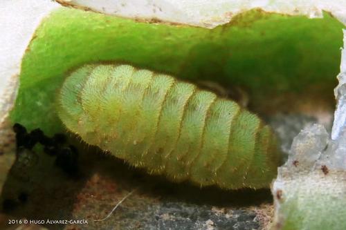 Xami Hairstreak