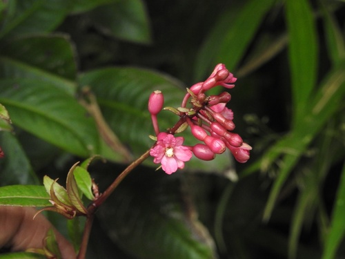 Fuchsia jimenezii