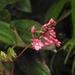 Fuchsia jimenezii - Photo 由 Steven Daniel 所上傳的 (c) Steven Daniel，保留所有權利