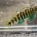 Etheostoma zonale - Photo (c) Ryley Parker, όλα τα δικαιώματα διατηρούνται, uploaded by Ryley Parker