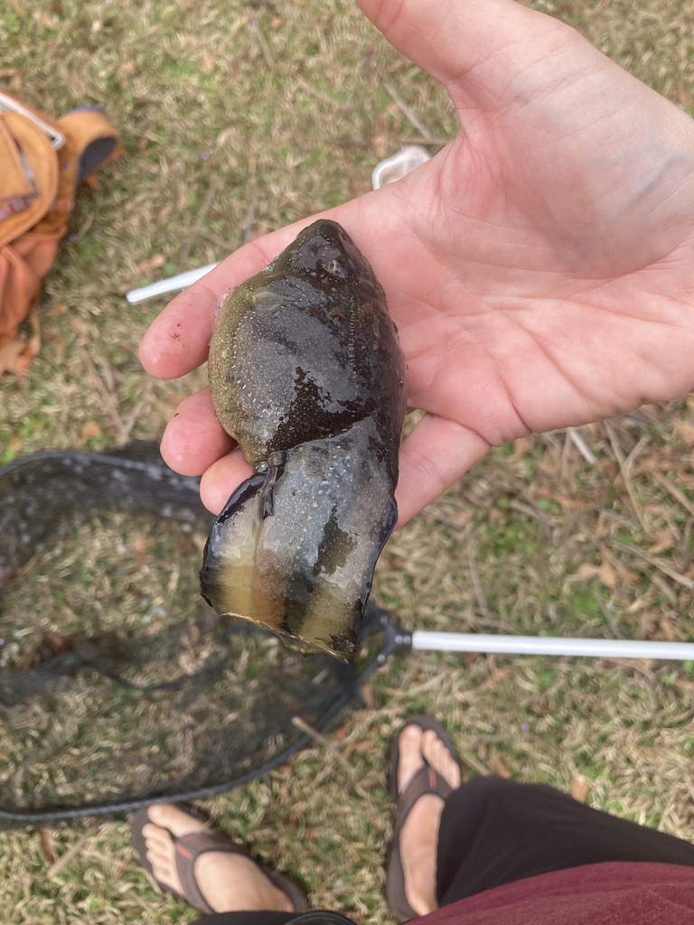 river-frog-from-kolomoki-mounds-state-park-blakely-ga-us-on-march-4