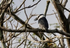 Notharchus hyperrhynchus image