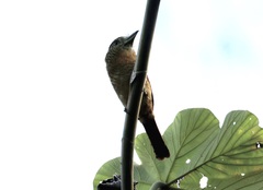 Nystalus radiatus image