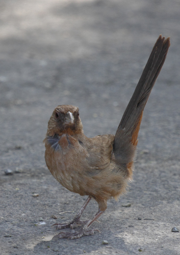 Abert's Towhee