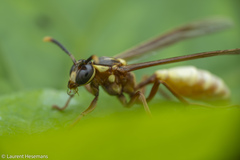 Apoica pallens image