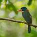 Green-backed Kingfisher - Photo (c) Dion Luas, all rights reserved, uploaded by Dion Luas