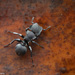 Cephalotes basalis - Photo (c) Laurent Hesemans, kaikki oikeudet pidätetään, lähettänyt Laurent Hesemans