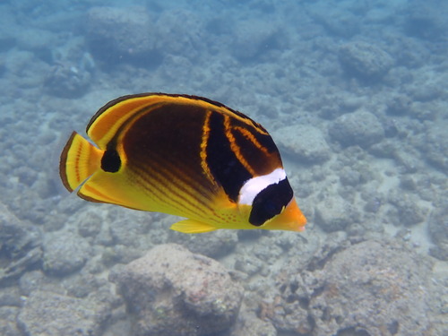 Raccoon Butterflyfish