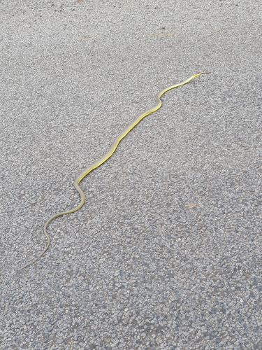 Common Tree Snake sighting