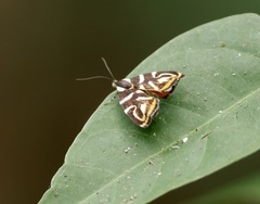 Hemerophila albertiana image