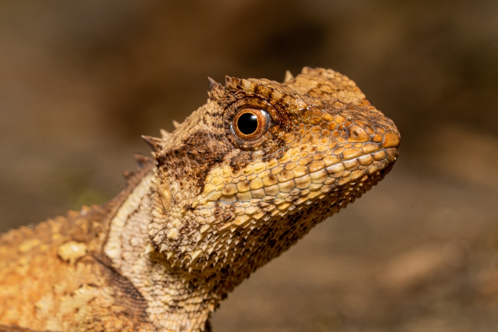 Scale-bellied Tree Lizard in March 2024 by 柳贯泽 · iNaturalist