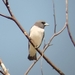 White-breasted Woodswallow - Photo (c) Lars Mannzen, all rights reserved, uploaded by Lars Mannzen