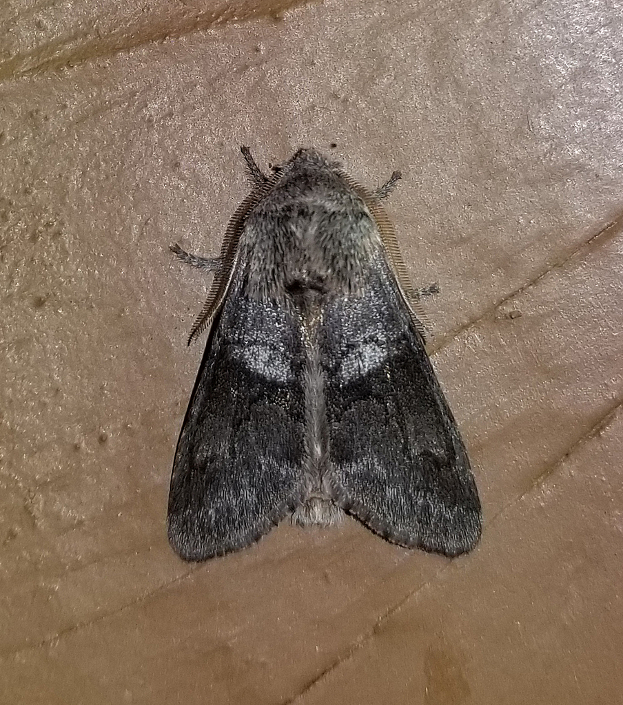 Gray Sallow from Fentress County, TN, USA on March 4, 2024 at 07:29 PM ...