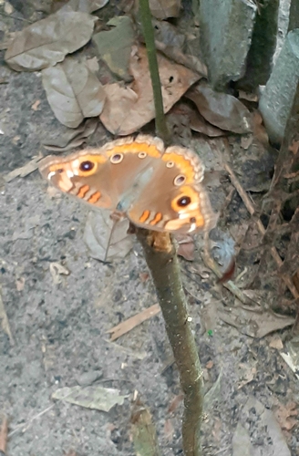 South American Tropical Buckeye